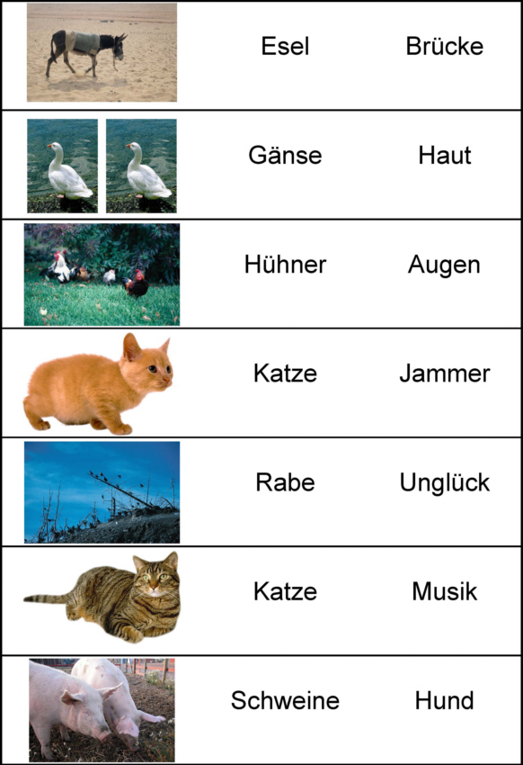 Aus Tiernamen neue Nomen bilden 2 MedienwerkstattWissen © 20062021 Medienwerkstatt