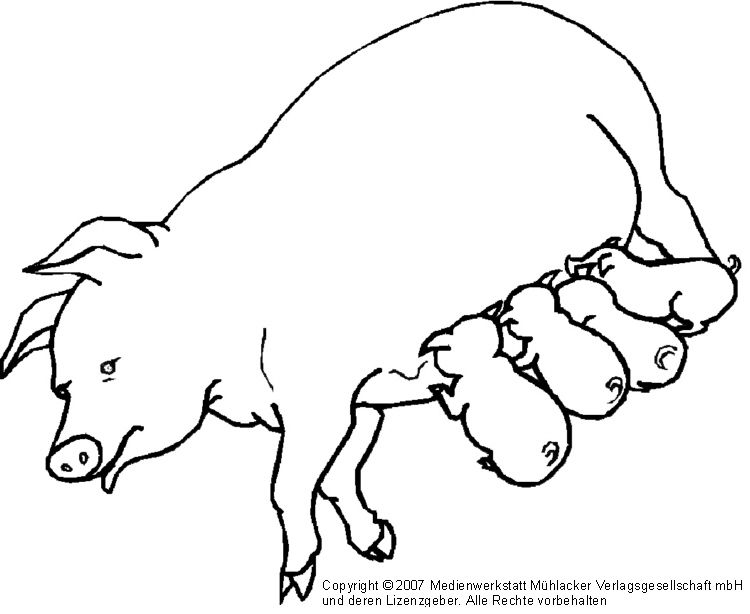 Sau mit Ferkeln MedienwerkstattWissen © 20062021