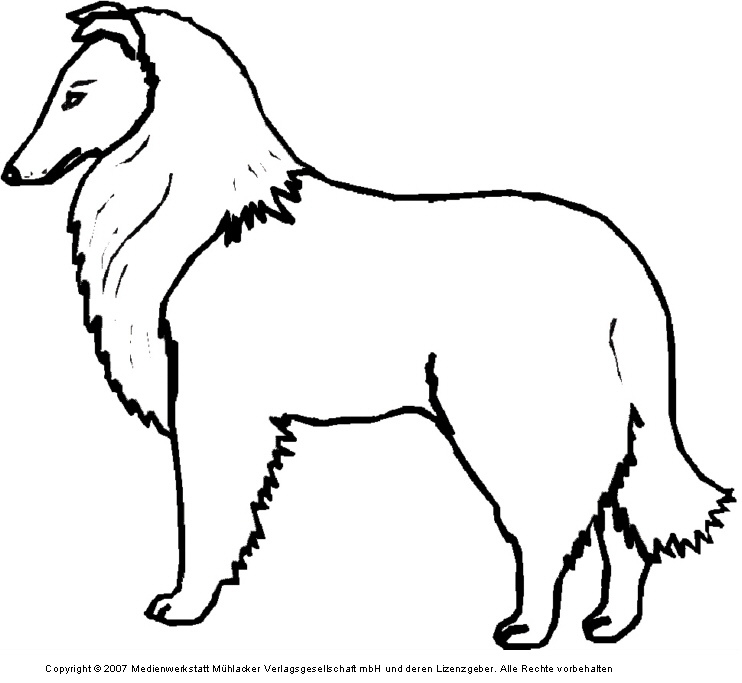 Collie MedienwerkstattWissen © 20062017 Medienwerkstatt