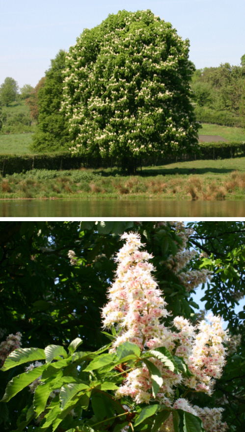 Kastanie (Rosskastanie) - Fotos von Bäumen und Blüten - Medienwerkstatt