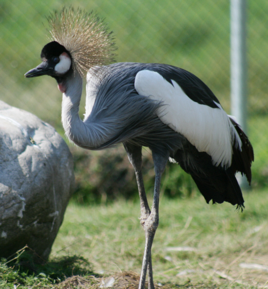 GrauhalsKronenkranich MedienwerkstattWissen © 20062021 Medienwerkstatt