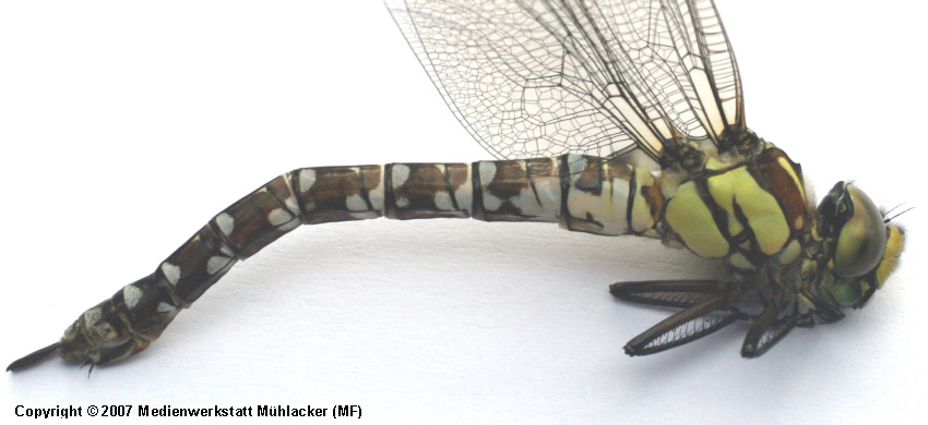 Der Hinterleib der Libellen Großaufnahmen MedienwerkstattWissen