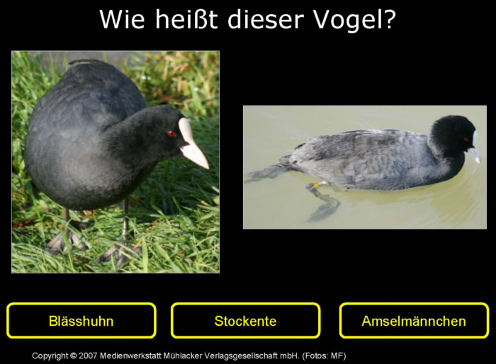 Kennst du diese Vögel? 20 MedienwerkstattWissen © 20062021