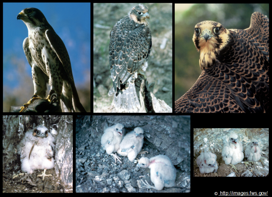 Der schnellste Vogel der Welt Wanderfalke / Fotos MedienwerkstattWissen © 20062017