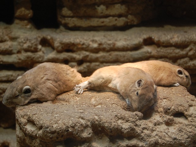 Gundi MedienwerkstattWissen © 20062021 Medienwerkstatt