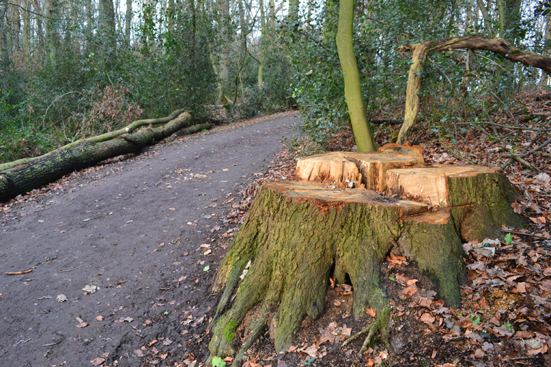 Sturmschäden Fotos 5 MedienwerkstattWissen © 20062021 Medienwerkstatt