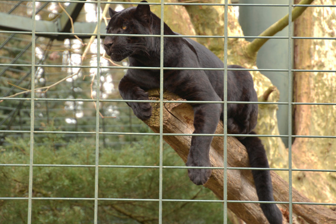 Jaguar - Fotos 6 - Medienwerkstatt-Wissen © 2006-2017 Medienwerkstatt