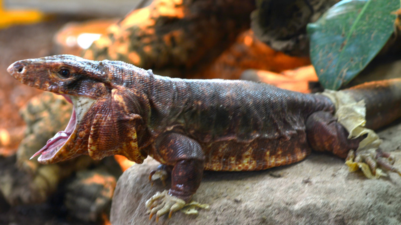 Roter Teju MedienwerkstattWissen © 20062017 Medienwerkstatt