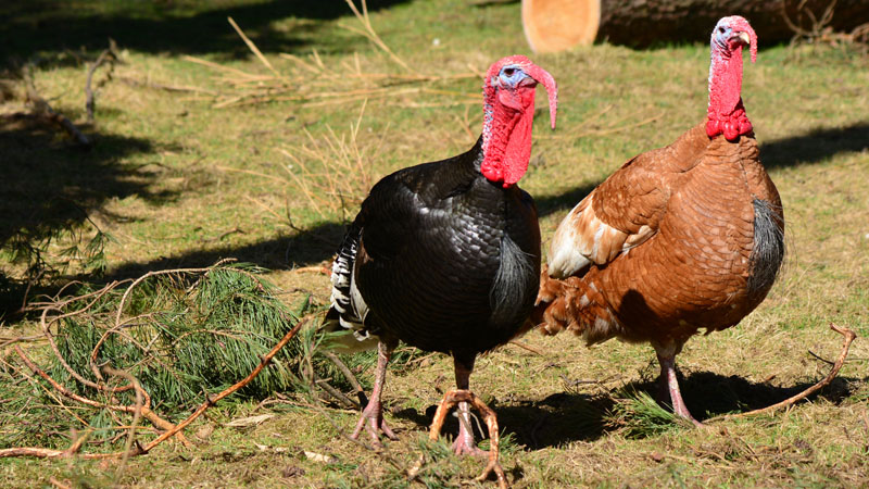 Truthuhn - allgemein - Medienwerkstatt-Wissen © 2006-2021 Medienwerkstatt