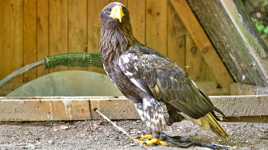 Riesenseeadler - allgemein - Medienwerkstatt-Wissen © 2006-2017