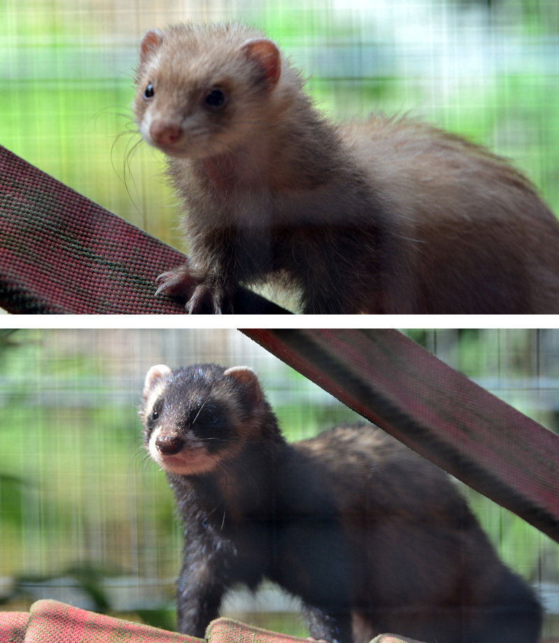 Frettchen MedienwerkstattWissen © 20062021 Medienwerkstatt