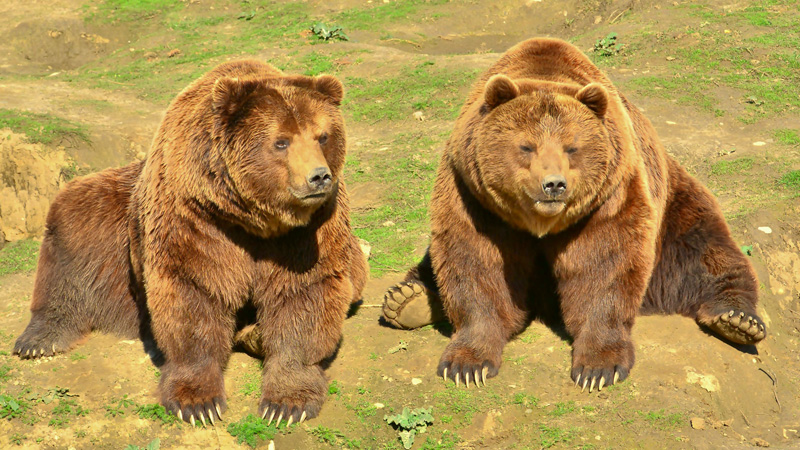 Kamtschatkabär Fotos 10 MedienwerkstattWissen © 20062021