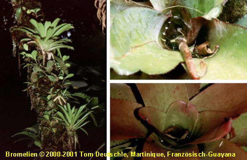 Pflanzen in tropischen Regenwldern: Bromelien - Medienwerkstatt-Wissen   2006- 2026 Medienwerkstatt