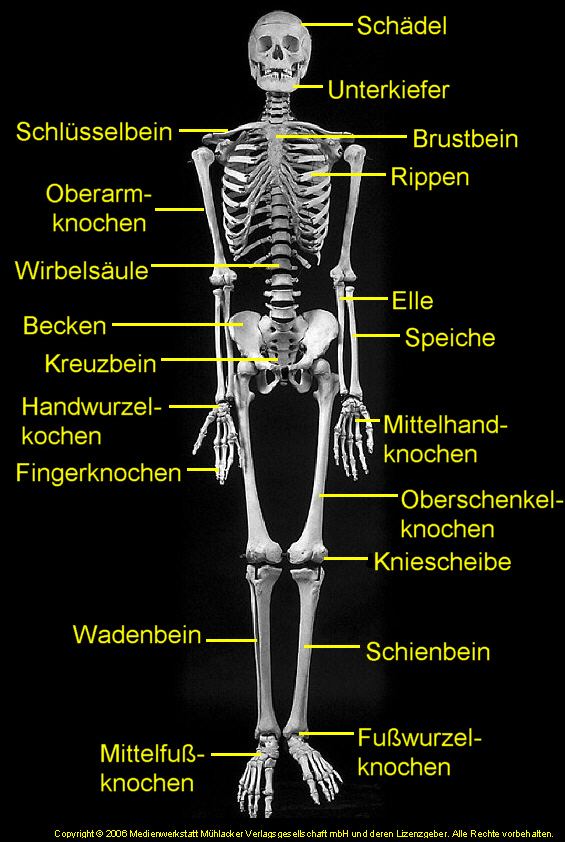 Menschlicher Körper Skelett