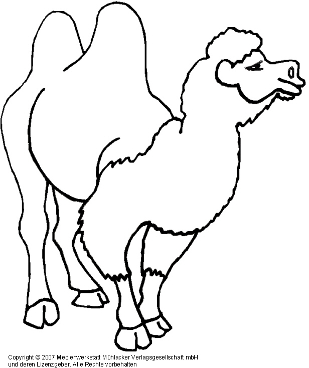 Kamel Ausmalbild Malvorlagen