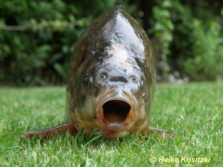 Karausche Fotos MedienwerkstattWissen © 20062024 Medienwerkstatt