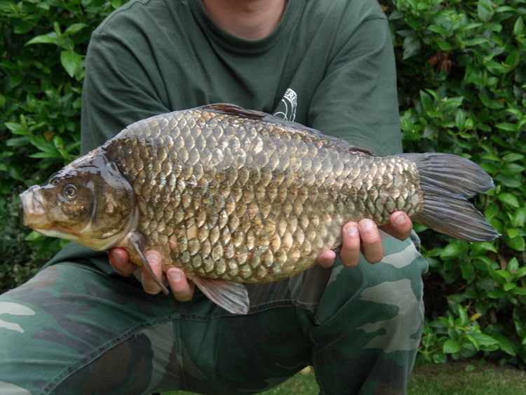 Karausche Fotos MedienwerkstattWissen © 20062024 Medienwerkstatt