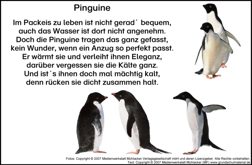 Gedicht Pinguine Medienwerkstatt Wissen C 06 17 Medienwerkstatt