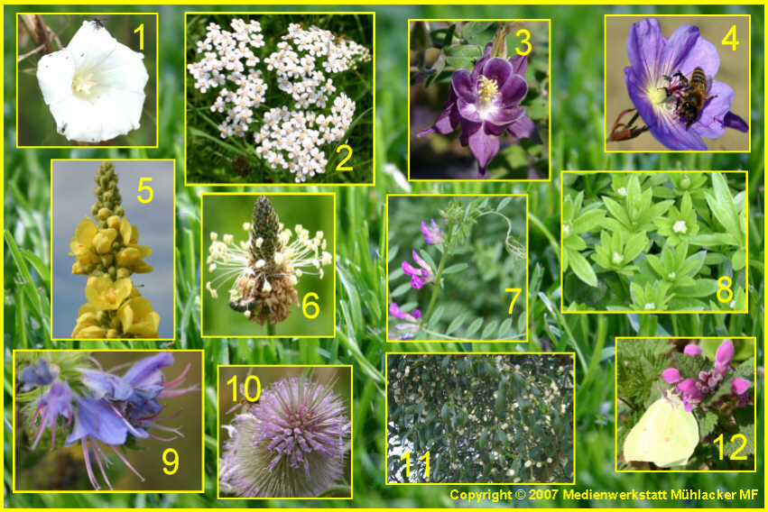 Pflanzen - Blumen 4 - Medienwerkstatt-Wissen © 2006-2024 Medienwerkstatt