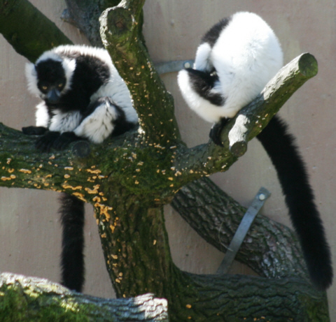 Vari Schwarzweißer Vari MedienwerkstattWissen © 20062024