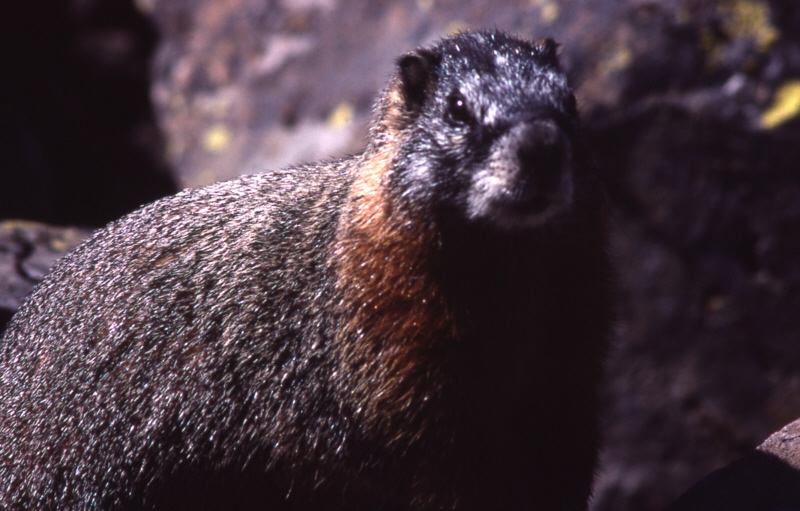 Gelbbauchmurmeltier Fotos MedienwerkstattWissen © 20062023