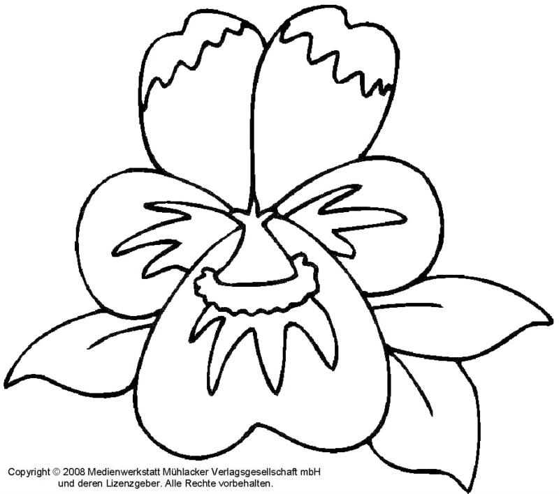 Ausmalbild Veilchen MedienwerkstattWissen © 20062017
