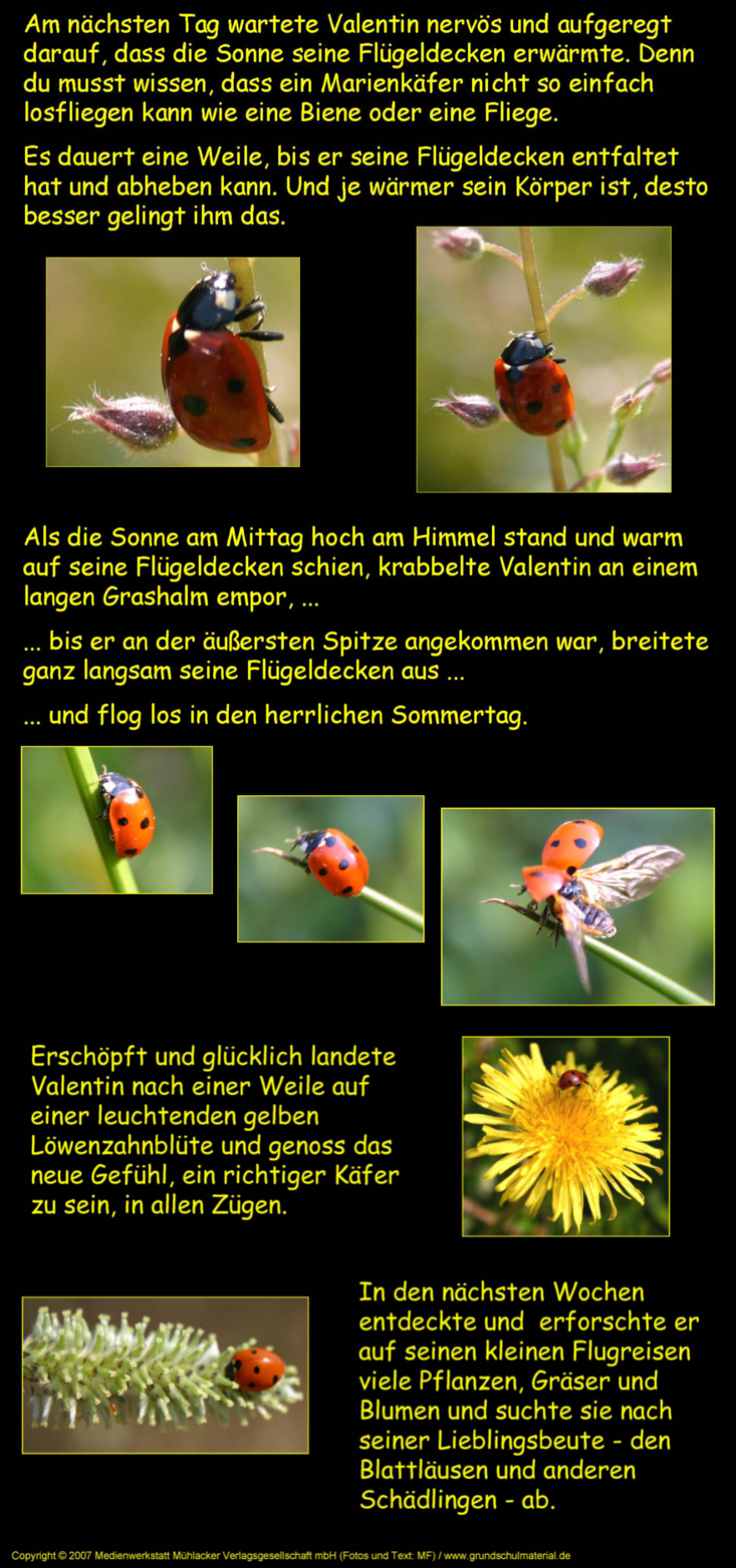 Vergissmeinnicht Valentin! Teil 3 MedienwerkstattWissen © 20062024 Medienwerkstatt Vergissmeinnicht Valentin! Teil 3 MedienwerkstattWissen © 20062024 Medienwerkstatt