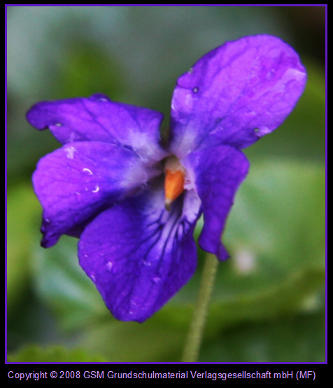 Das Veilchen (Johann Wolfgang Goethe) MedienwerkstattWissen © 2006