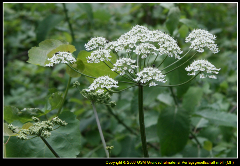 WiesenBärenklau (Gemeine Bärenklau) allgemein Medienwerkstatt