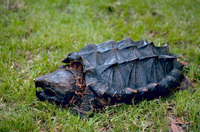 Alligator Snapping Turtle Schnappschildkrote Medienwerkstatt Wissen C 2006 2021 Medienwerkstatt