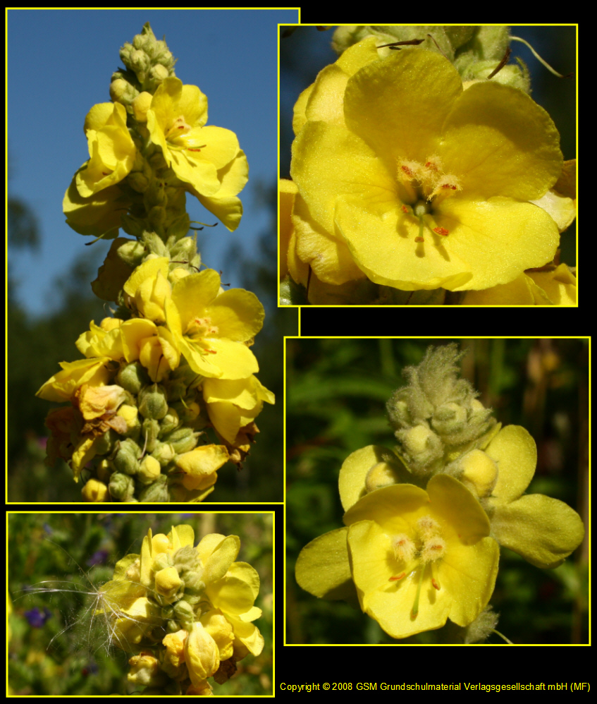 Königskerze Fotos (Details) MedienwerkstattWissen © 20062025