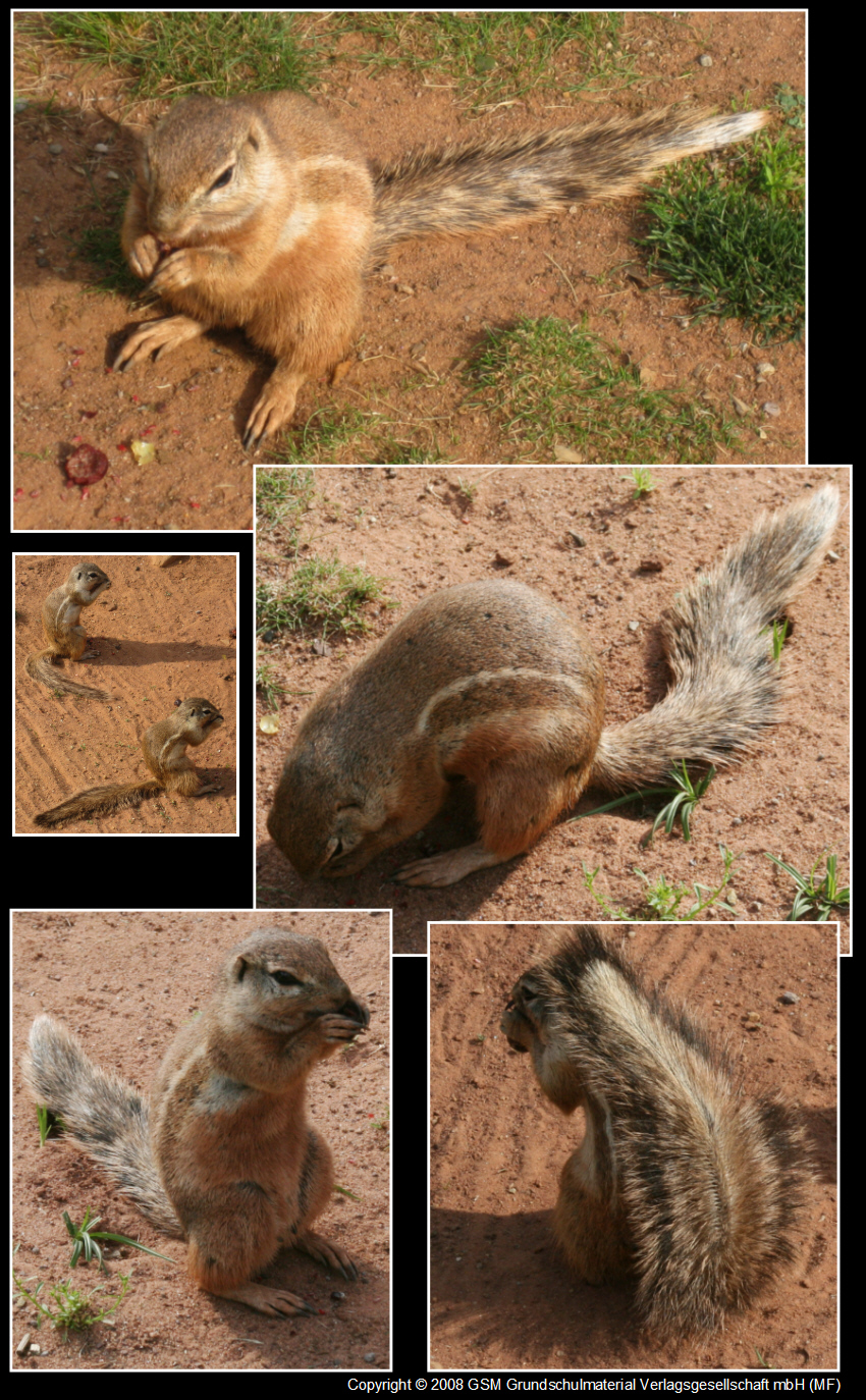 Afrikanisches Borstenhörnchen Fotos MedienwerkstattWissen © 2006