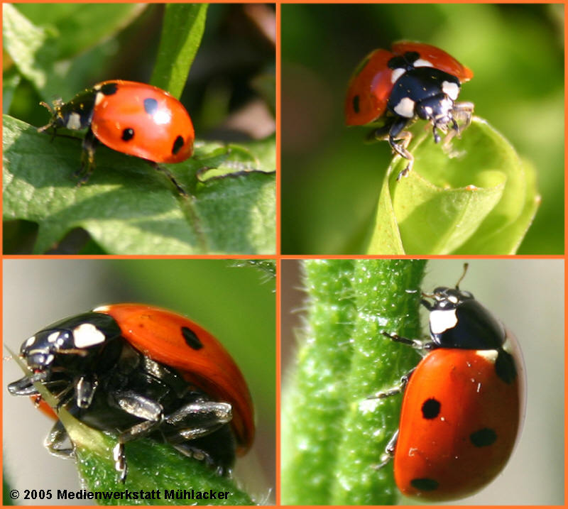  Foto zu Die ersten Marienkäfer - Medienwerkstatt-Wissen © 2006-2026 Medienwerkstatt 