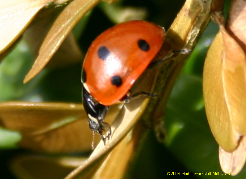  Die ersten Marienkäfer - Medienwerkstatt-Wissen © 2006-2026 Medienwerkstatt 