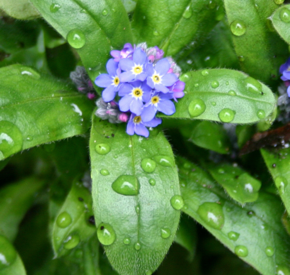 Vergissmeinnicht Fotos 1 MedienwerkstattWissen © 20062025