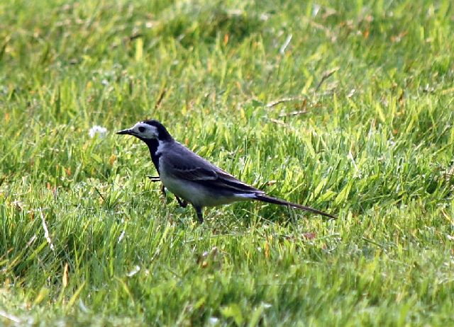 Bachstelze Fotos 1 MedienwerkstattWissen © 20062024 Medienwerkstatt