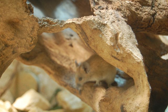 Goldstachelmaus MedienwerkstattWissen © 20062025 Medienwerkstatt