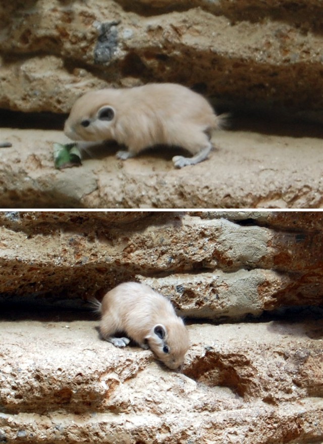 Gundi MedienwerkstattWissen © 20062024 Medienwerkstatt