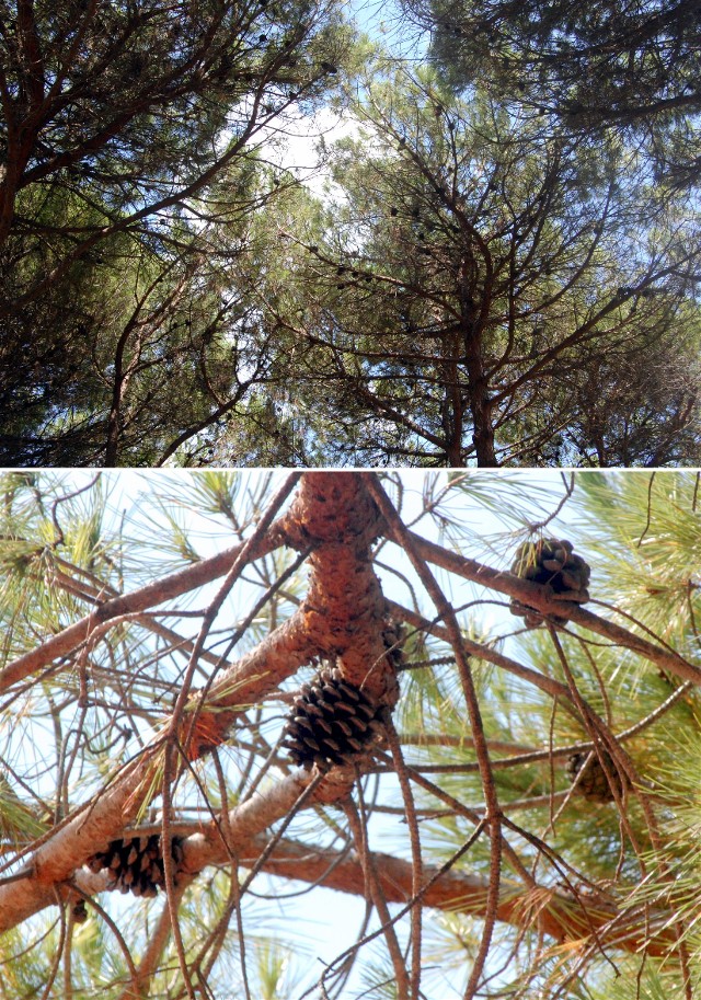 Pinie Fotos MedienwerkstattWissen © 20062024 Medienwerkstatt