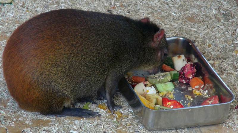 Agutis Fotos MedienwerkstattWissen © 20062023 Medienwerkstatt