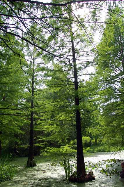 Sumpfzypresse allgemein MedienwerkstattWissen © 20062025