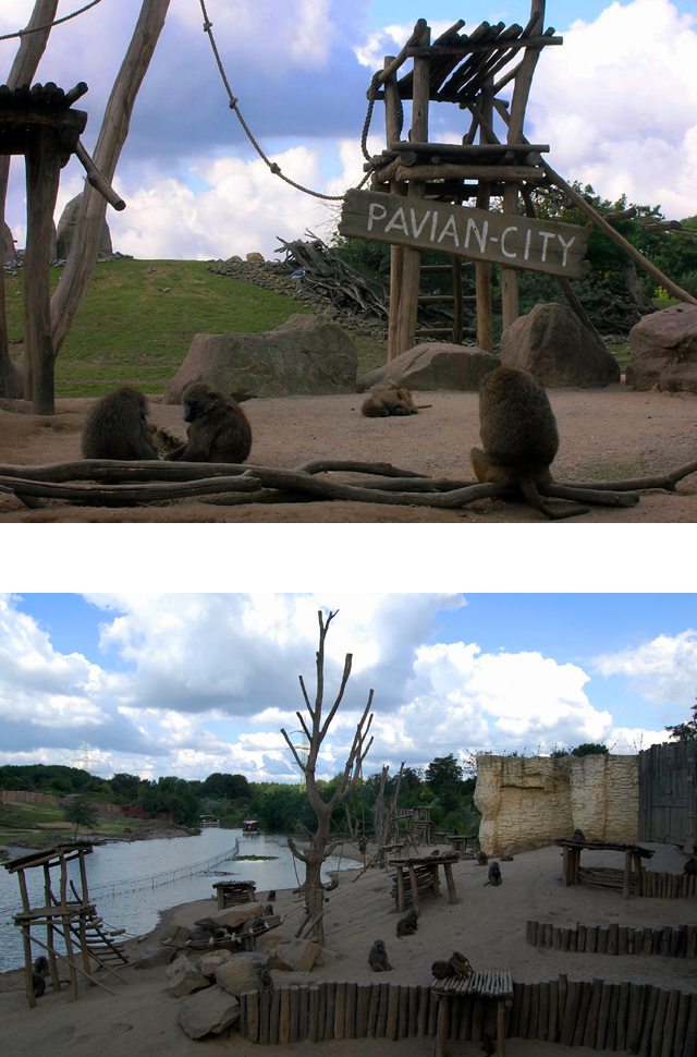 Anubis oder Grüner Pavian allgemein MedienwerkstattWissen © 2006