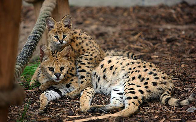 Serval Fotos 1 MedienwerkstattWissen © 20062025 Medienwerkstatt