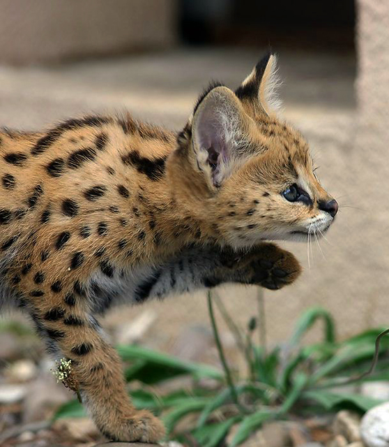 Serval Fotos 1 MedienwerkstattWissen © 20062025 Medienwerkstatt