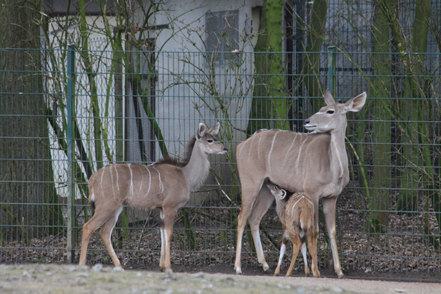 Großer Kudu allgemein MedienwerkstattWissen © 20062025