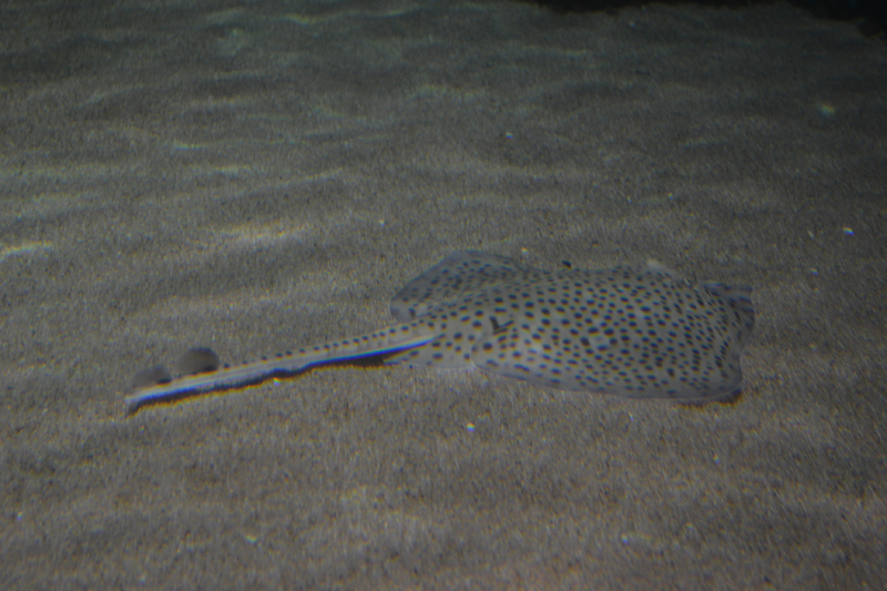 Hellfleckiger Rochen MedienwerkstattWissen © 20062025 Medienwerkstatt