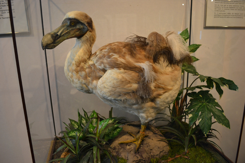 Ausstellung Urzeitliche Tiere Dronte MedienwerkstattWissen © 2006