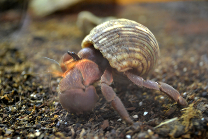 Landeinsiedlerkrebs allgemein MedienwerkstattWissen © 20062023