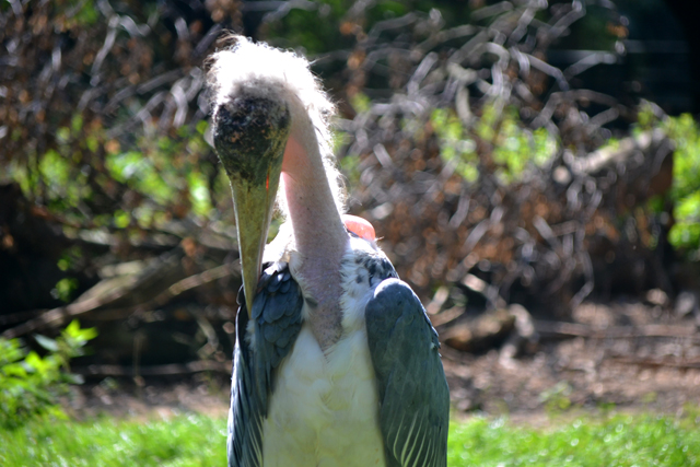 Marabu Fotos 1 MedienwerkstattWissen © 20062024 Medienwerkstatt