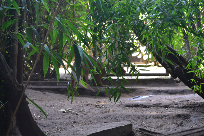 Fossa Anlage MedienwerkstattWissen © 20062024 Medienwerkstatt